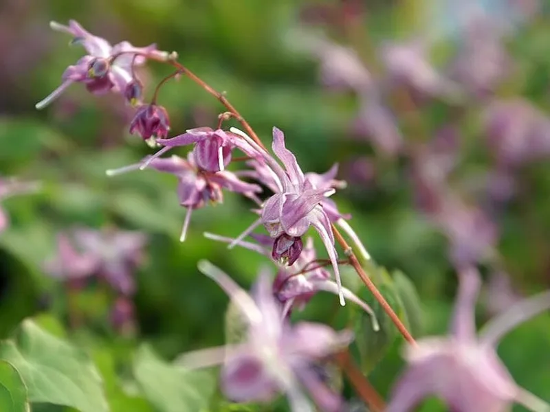 Barrenwort 'Lilafee' (Epimedium grandiflorum 'Lilafee') in flower