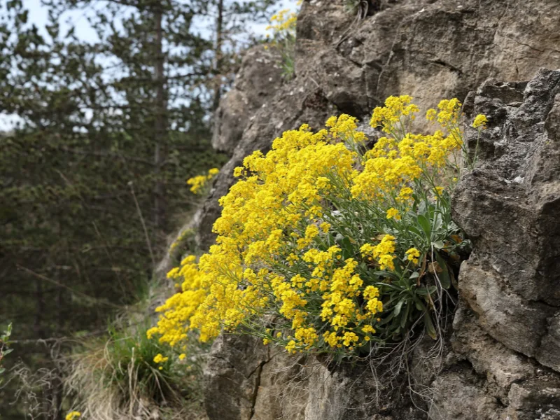 Basket-of-gold (Aurinia saxatilis) in flower