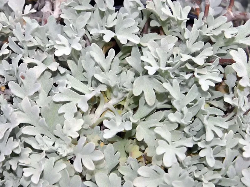 Beach wormwood 'Silver Brocade' (Artemisia stelleriana 'Silver Brocade')