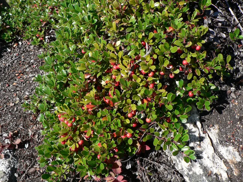 Bearberry (Arctostaphylos uva-ursi) in flower