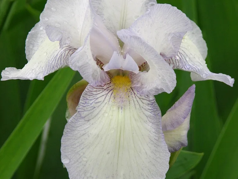 Bearded iris 'Immortality' (Iris 'Immortality') in flower