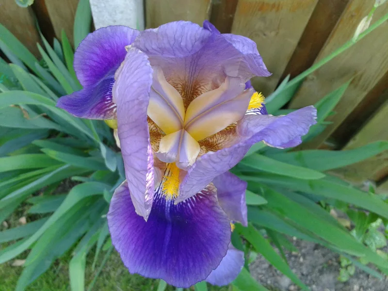 Bearded iris (Iris x germanica) in flower