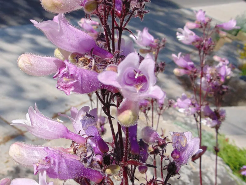 Beardtongue 'Dark Towers' (Penstemon 'Dark Towers') in flower
