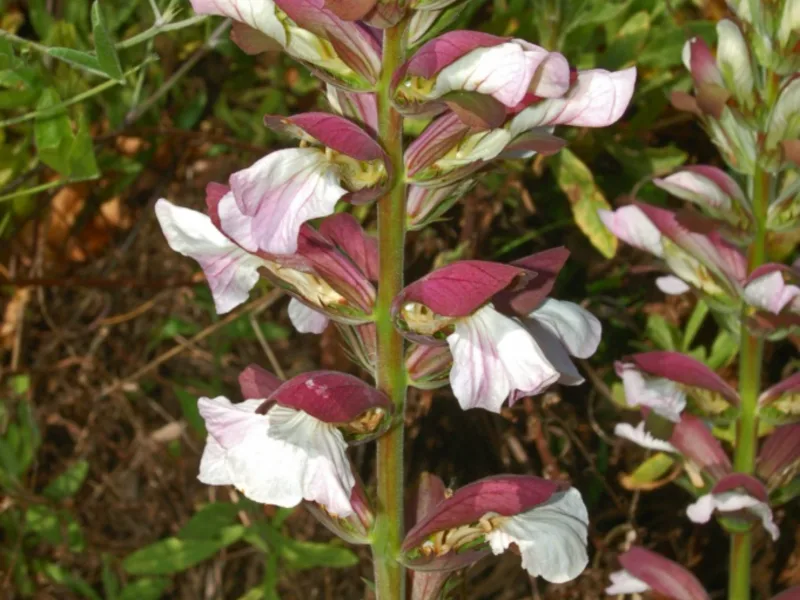 Bear's breeches (Acanthus mollis) in flower