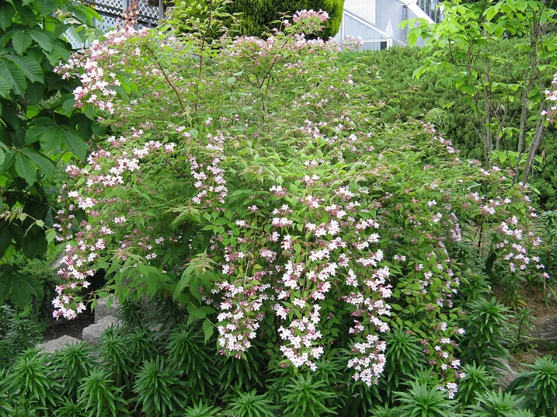 Beauty bush (Kolkwitzia amabilis) in flower