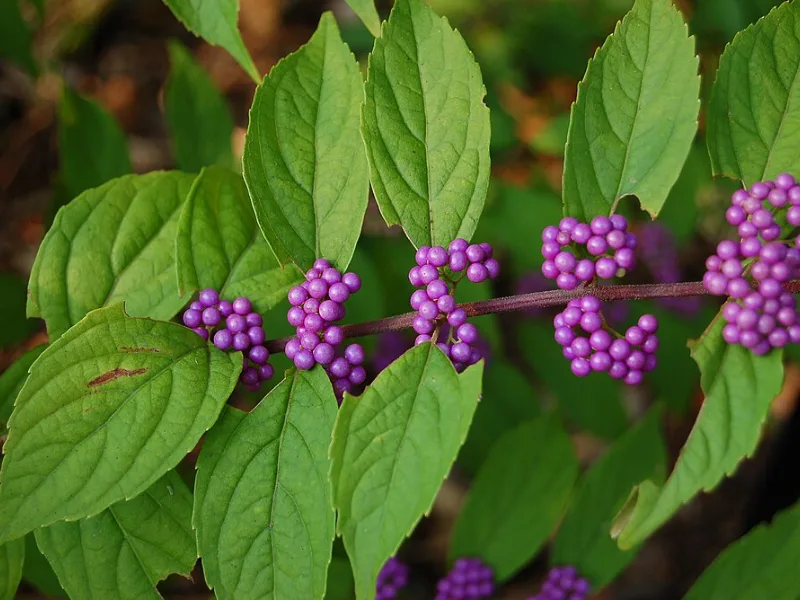 Beautyberry 'Early Amethyst' (Callicarpa dichotoma 'Early Amethyst') in flower