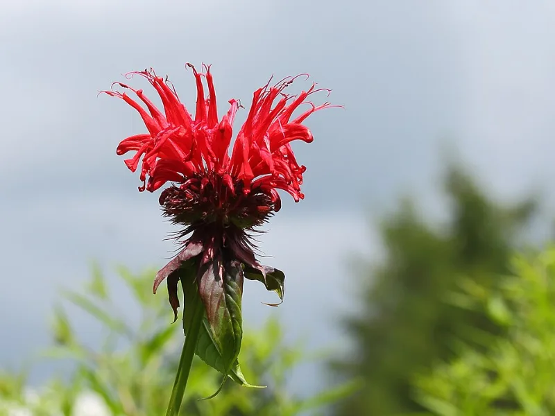 Bee balm 'Jacob Cline' (Monarda didyma 'Jacob Cline') in flower