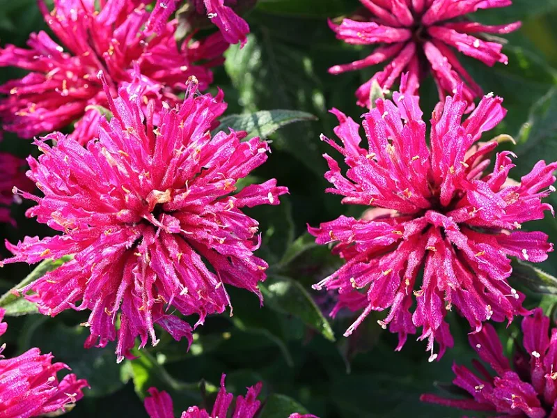 Bee balm 'Petite Delight' (Monarda 'Petite Delight') in flower