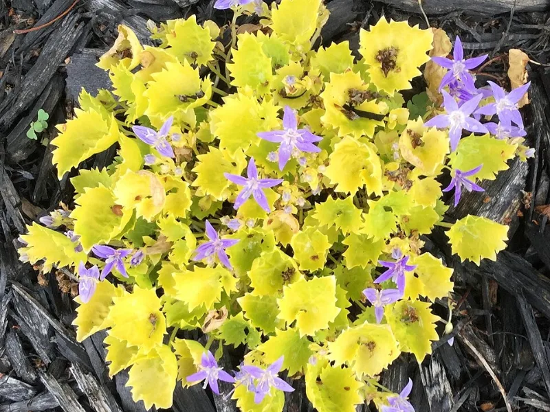 Bellflower 'Dickson's Gold' (Campanula garganica 'Dickson's Gold') in flower