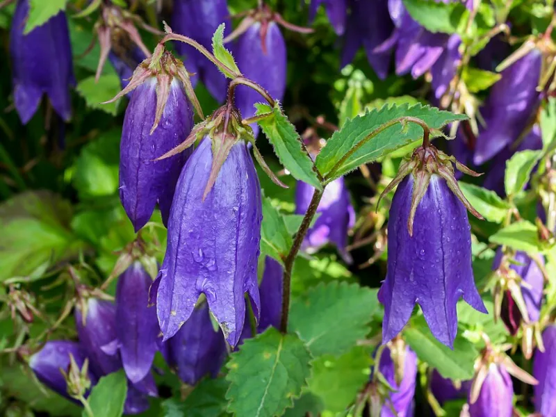 Bellflower 'Sarastro' (Campanula 'Sarastro') in flower
