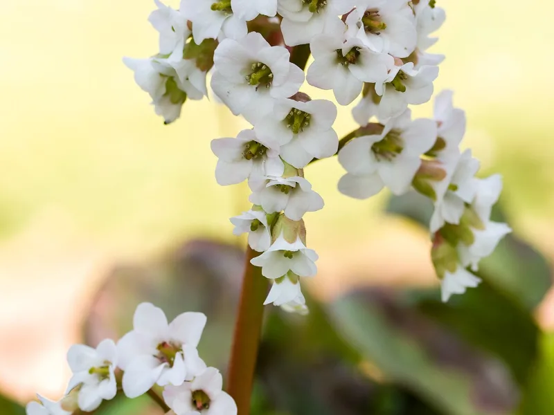 Bergenia 'Bressingham White' (Bergenia 'Bressingham White') in flower