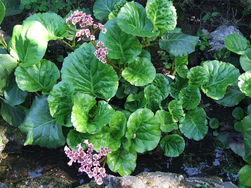 Bergenia 'Winter Glow' (Bergenia cordifolia 'Winterglut') in flower