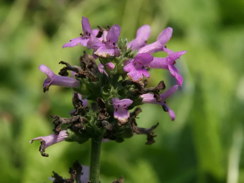 Betony 'Hummelo' (Stachys officinalis 'Hummelo') in flower