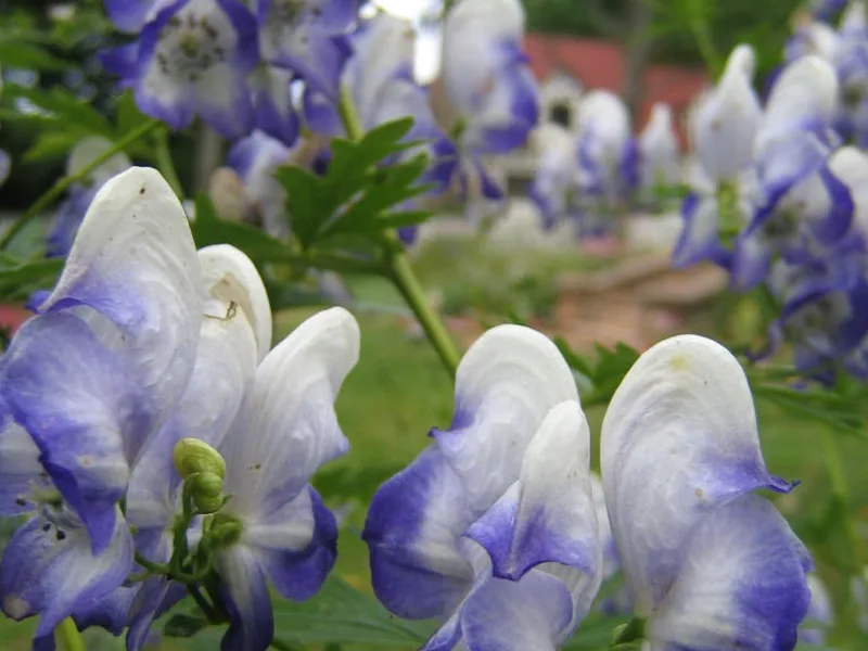 Bicolor monkshood (Aconitum x cammarum 'Bicolor') in flower