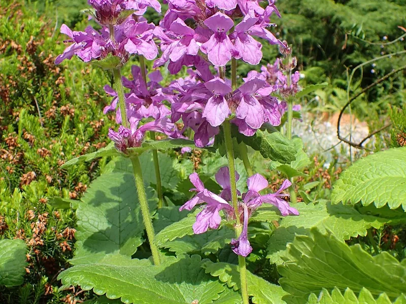 Big betony (Stachys macrantha) in flower