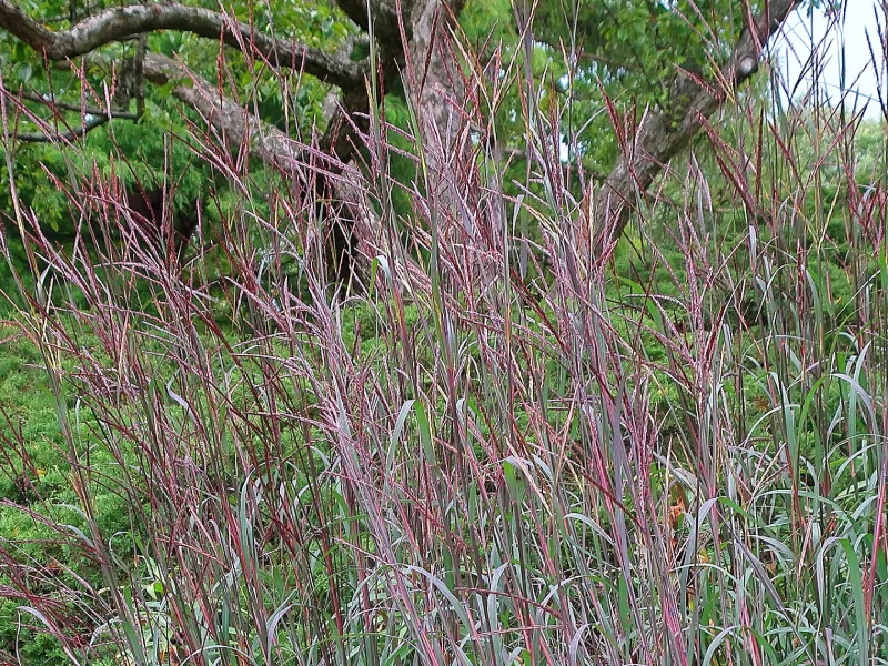 Big bluestem 'Blackhawks' (Andropogon gerardii 'Blackhawks') in flower