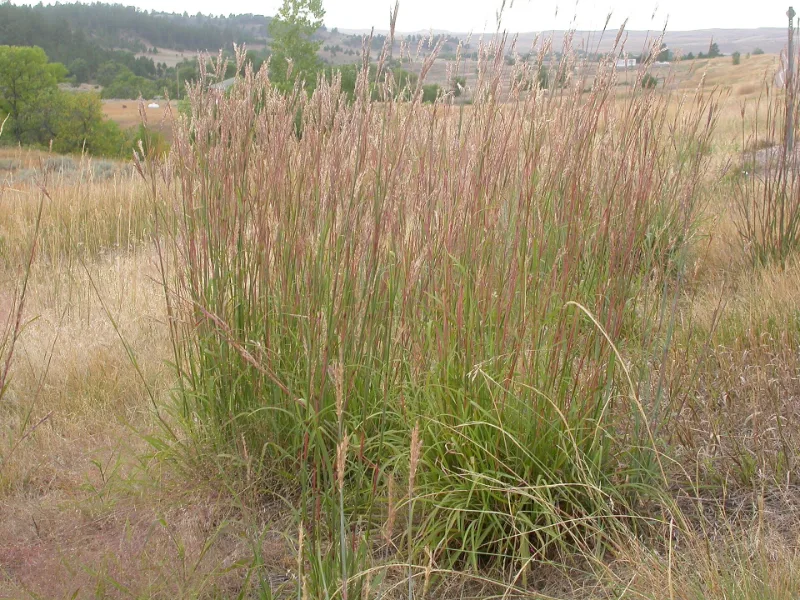 Big bluestem (Andropogon gerardii) in flower