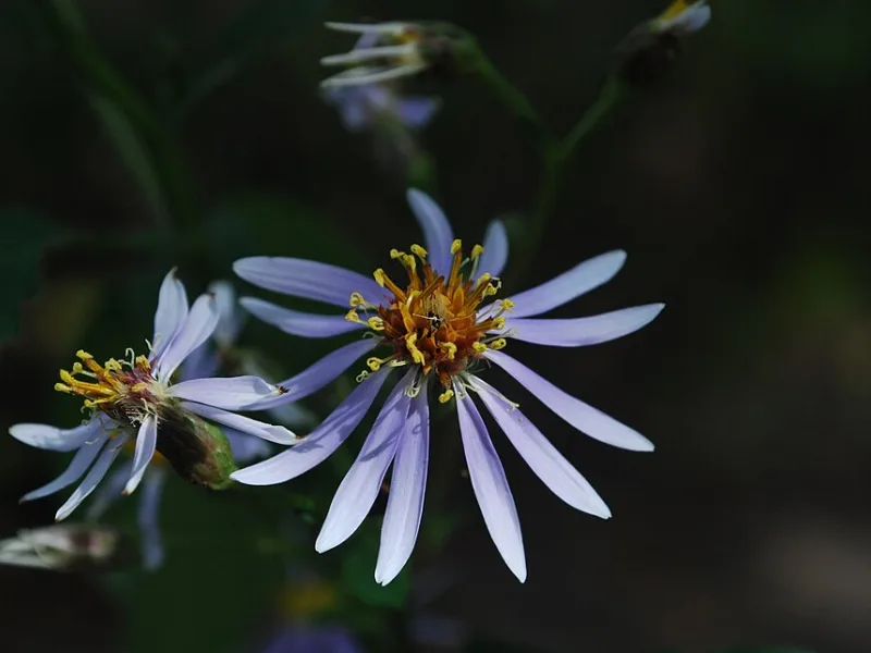 Bigleaf aster (Eurybia macrophylla) in flower