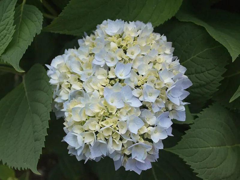 Bigleaf hydrangea 'Endless Summer' (Hydrangea macrophylla 'Bailmer' (Endless Summer)) in flower
