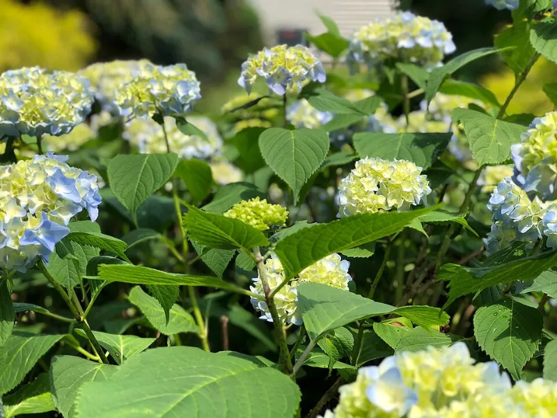 Bigleaf hydrangea 'Nikko Blue' (Hydrangea macrophylla 'Nikko Blue') in flower