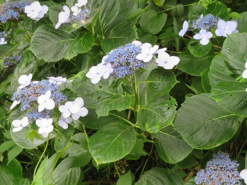 Bigleaf hydrangea (Hydrangea macrophylla) in flower