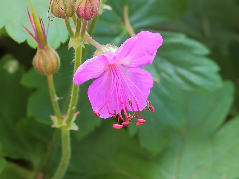 Bigroot cranesbill 'Bevan's Variety' (Geranium macrorrhizum 'Bevan's Variety') in flower