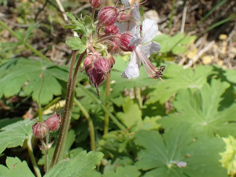 Bigroot cranesbill 'Ingwersen's Variety' (Geranium macrorrhizum 'Ingwersen's Variety') in flower