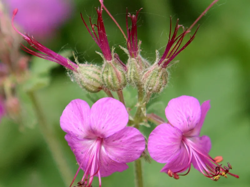 Bigroot cranesbill (Geranium macrorrhizum) in flower