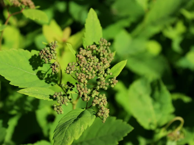 Birchleaf spirea 'Tor' (Spiraea betulifolia 'Tor') in flower