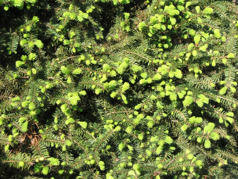 Bird's nest spruce (Picea abies 'Nidiformis')
