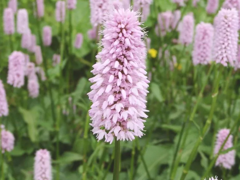 Bistort 'Superba' (Persicaria bistorta 'Superba') in flower