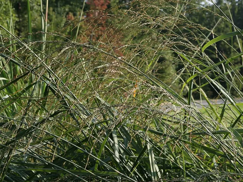 Bitter switchgrass 'Dewey Blue' (Panicum amarum 'Dewey Blue') in flower