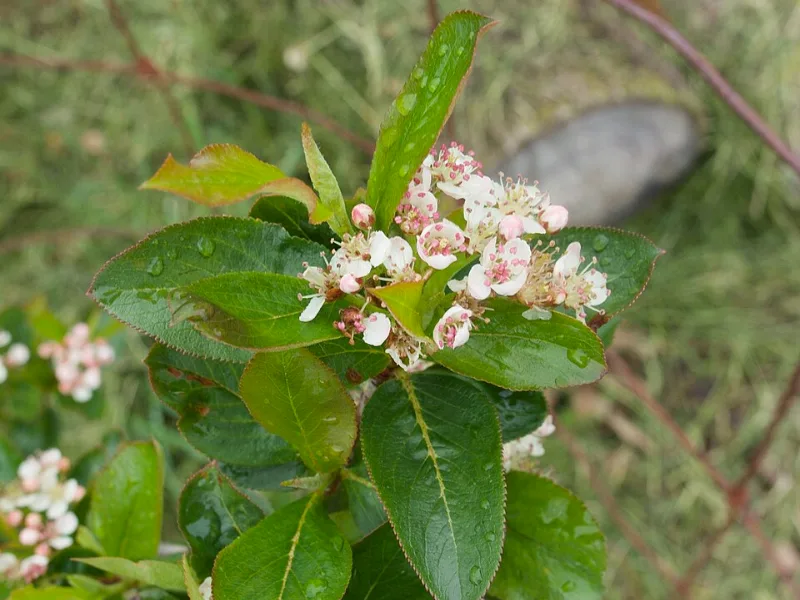 Black chokeberry 'Viking' (Aronia melanocarpa 'Viking') in flower