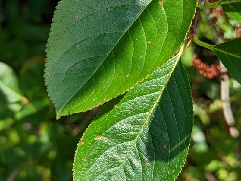 Black chokeberry (Aronia melanocarpa) in flower