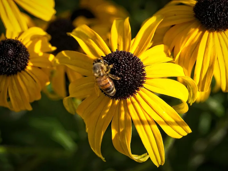 Black-eyed Susan 'American Gold Rush' (Rudbeckia 'American Gold Rush') in flower