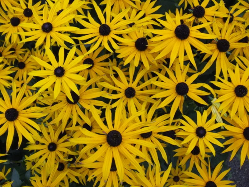 Black-eyed Susan 'Goldsturm' (Rudbeckia fulgida var. sullivantii 'Goldsturm') in flower