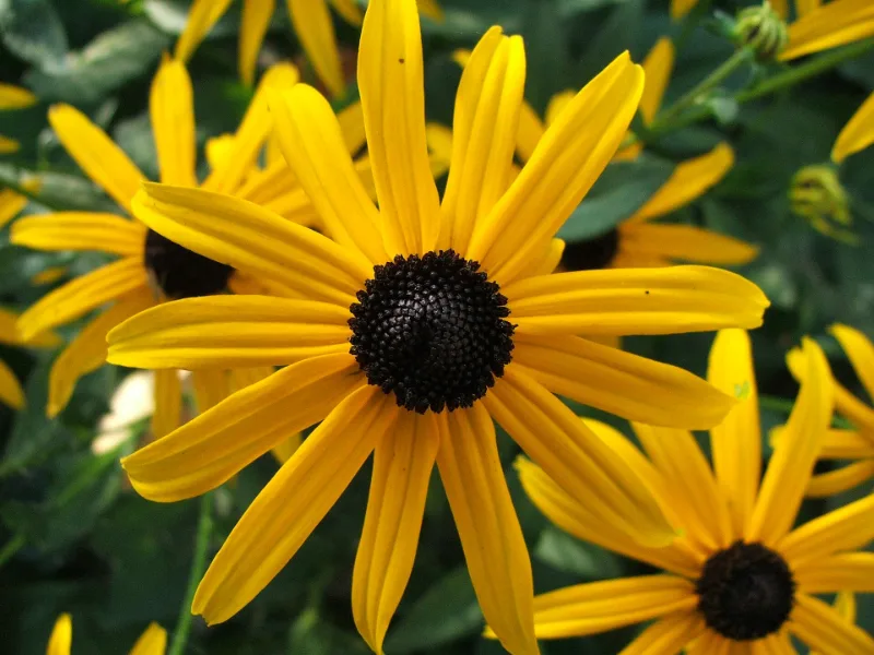Black-eyed Susan (Rudbeckia fulgida) in flower