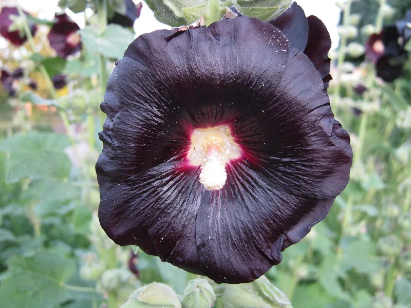 Black hollyhock (Alcea rosea 'Nigra') in flower