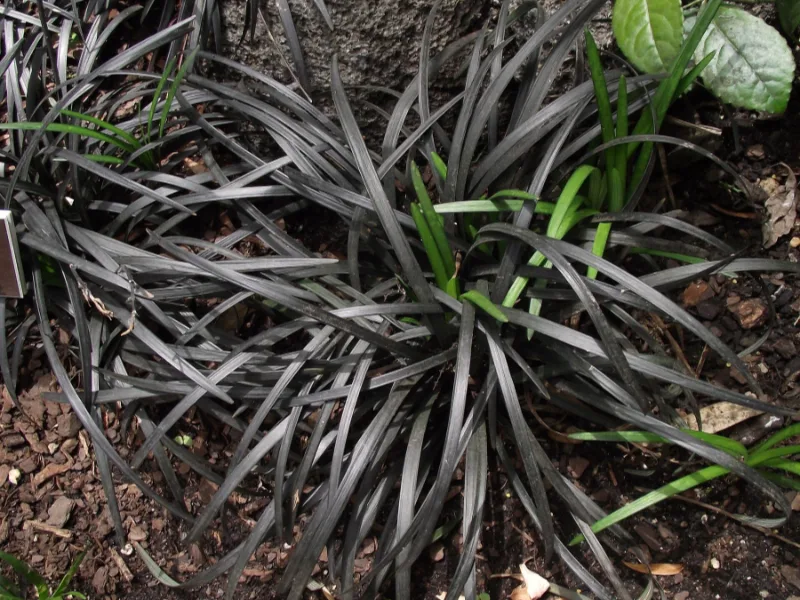 Black mondo grass (Ophiopogon planiscapus 'Nigrescens')