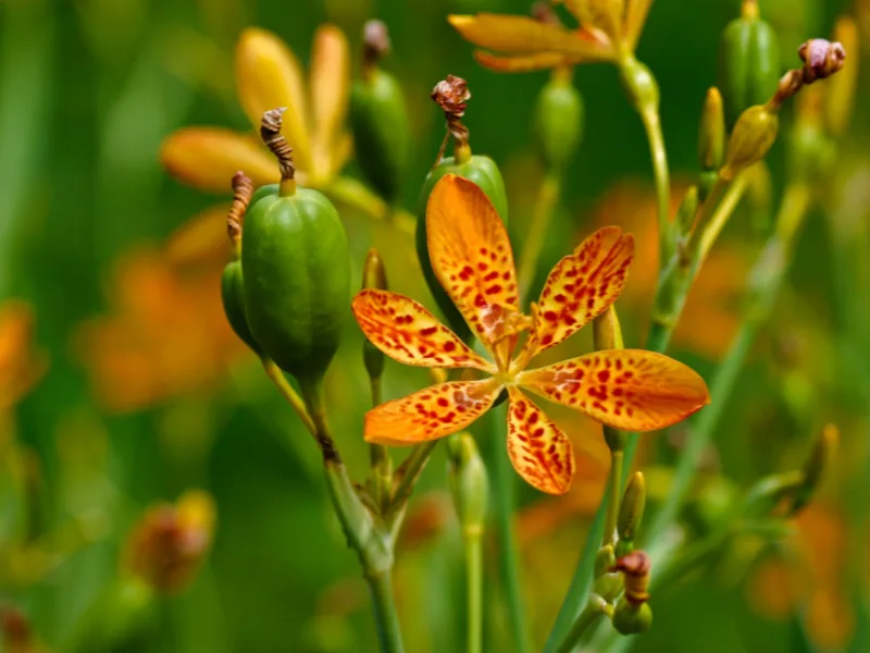 Blackberry lily (Iris domestica) in flower