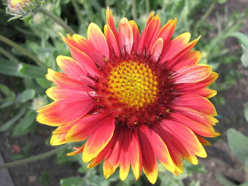 Blanket flower 'Burgundy' (Gaillardia x grandiflora 'Burgunder') in flower