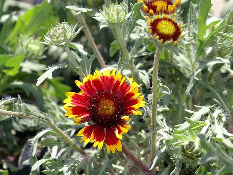 Blanket flower 'Goblin' (Gaillardia x grandiflora 'Kobold') in flower