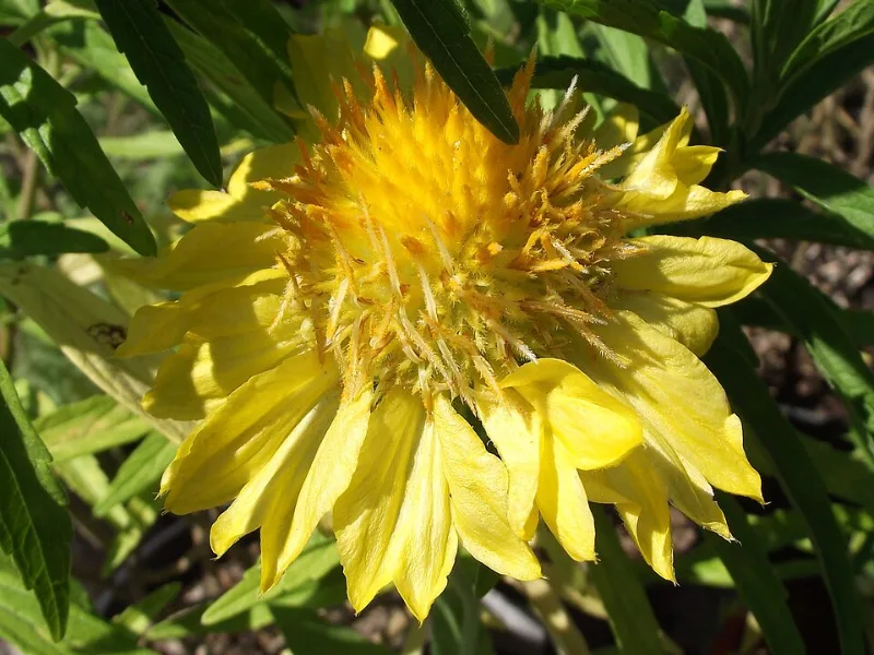 Blanket flower 'Mesa Yellow' (Gaillardia x grandiflora 'Mesa Yellow') in flower