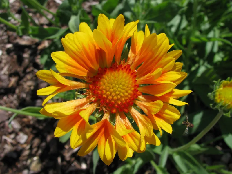 Blanket flower (Gaillardia x grandiflora) in flower