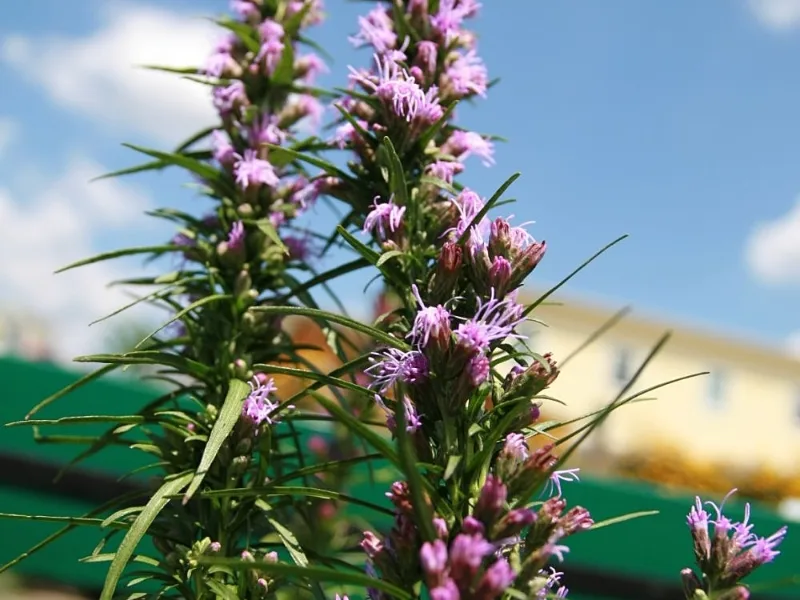 Blazing star 'Kobold' (Liatris spicata 'Kobold') in flower