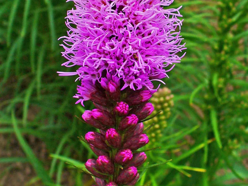 Blazing star (Liatris spicata) in flower