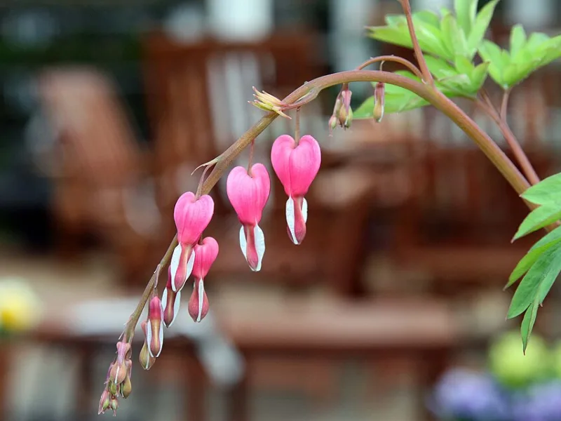 Bleeding heart 'Gold Heart' (Lamprocapnos spectabilis 'Gold Heart') in flower