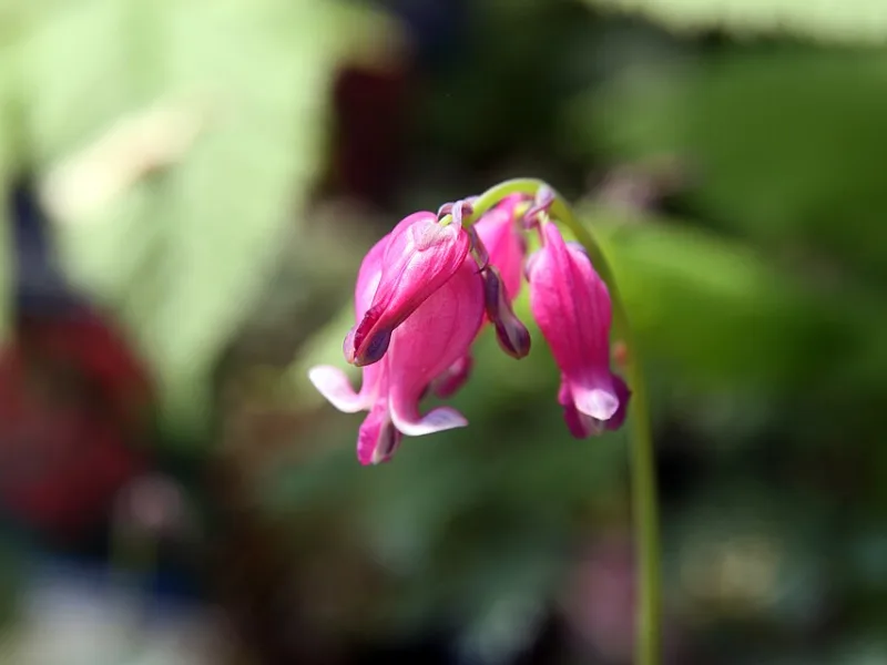 Bleeding heart 'King of Hearts' (Dicentra 'King of Hearts') in flower