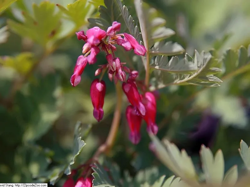 Bleeding heart 'Luxuriant' (Dicentra 'Luxuriant') in flower