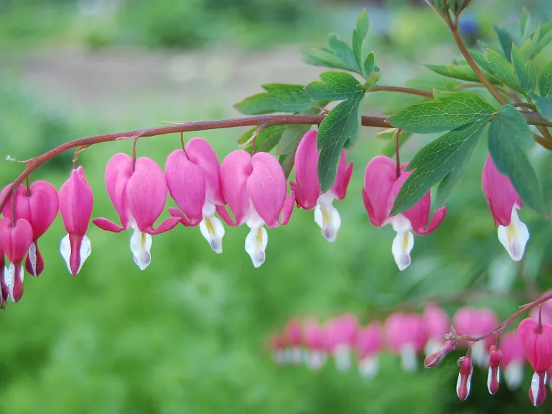 Bleeding heart (Lamprocapnos spectabilis) in flower